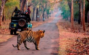 Wildlife Tour Packages India